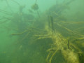 17 P1060505