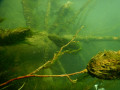 IMG 0586
