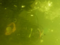 P1050931